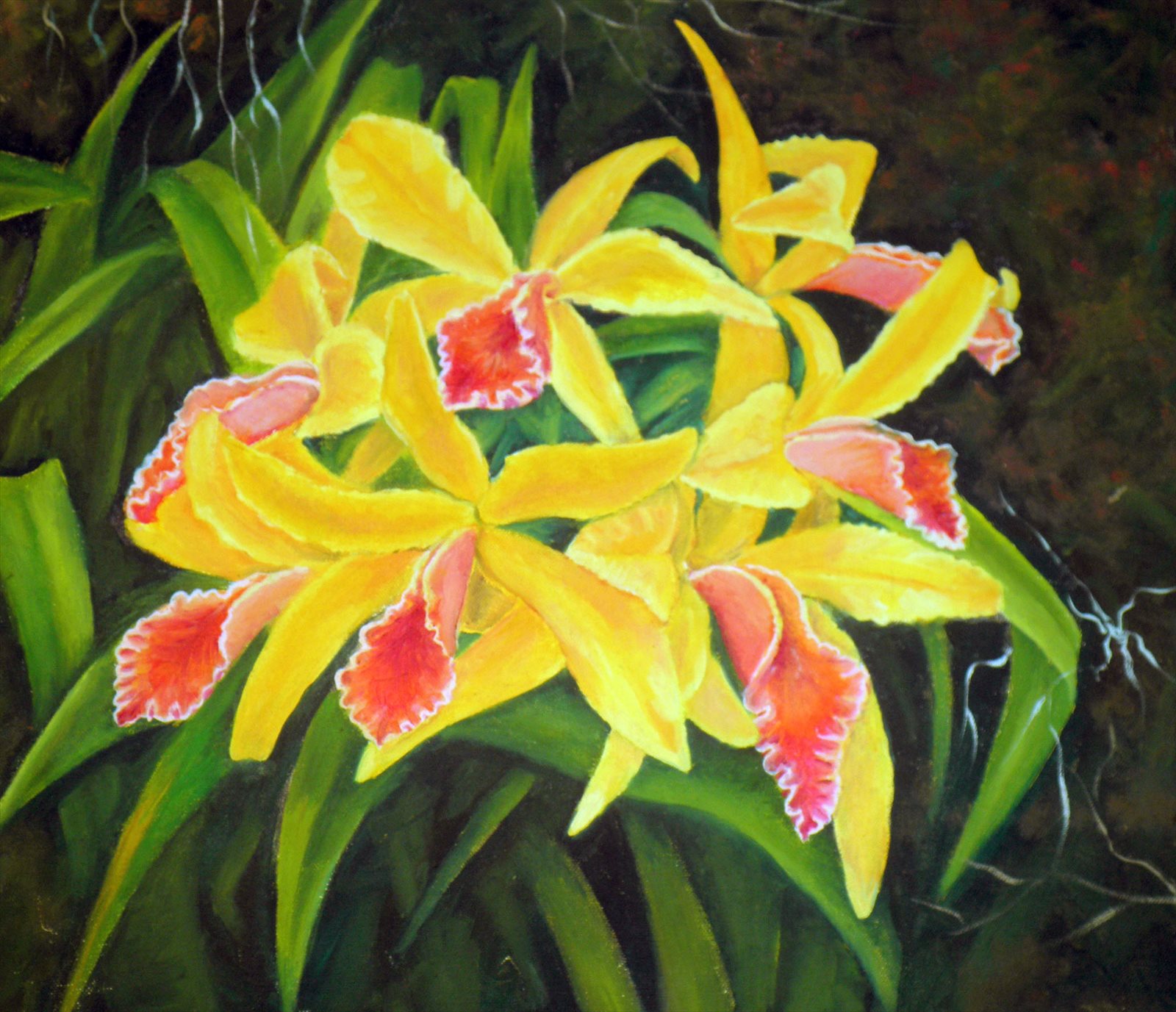 Orchids V